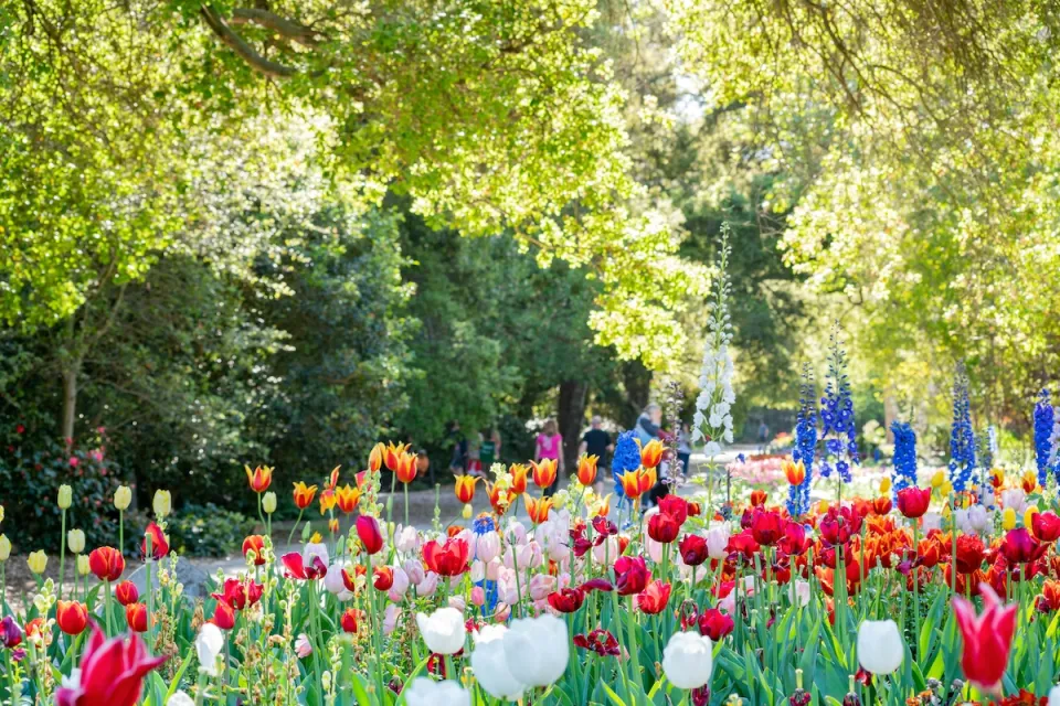 Multicolored tulips in Descanso Gardens, Los Angeles, CA.